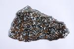 Tranche de météorite pallasite polie et légèrement vernie. Haut. 27...
