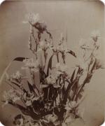 Adolphe BRAUN (1811-1877)Études de fl eurs, rhododendrons, iris, roses trémières...
