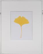 Garry Fabian Miller (Anglais, né en 1957)
Tulip Tree 2 ;...