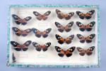 [Entomologie]Deux boîtes de papillons naturalisés14 représentants de la famille des...