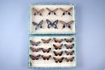 [Entomologie]Deux boîtes de papillons naturalisés14 représentants de la famille des...