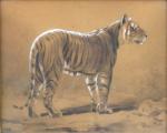 ROSA BONHEUR, Marie Rosalie BONHEUR dite (1822-1899). Le tigre.Dessin à...