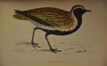 CHERVILLE. Les Oiseaux de chasse. Rothschild, sd. In-8 toile décorée...