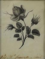 École FRANÇAISE du XIXème."Melle Henriette de Paulo".Rose au naturel.Fusain.15 x...