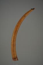 DÉFENSE en ivoire. Long. 53 cm