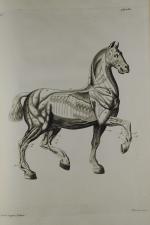 SAUNIER. La parfaite connaissance des chevaux, leur Anatomie, leurs Bonnes...