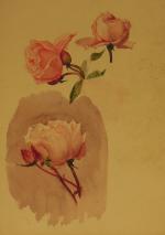 Marguerite de BIENCOURT. Roses. Trois aquarelles. 25 x 35 cm...