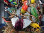 * - BUISSON D'OISEAUX BRANCHES, comprenant envrions 38 oiseaux éxotiques...