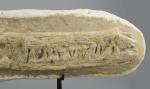* - CRÂNE DE CROCODILE fossilisé. CROCODILE DYROSAURUS PHOSPHATICUS (?)Cénozoïque,...