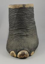 PIED d'Éléphant d'Afrique. Haut. 51,5, Circonférence à la base :...