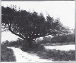 SAINT-ALBAN (Ecole française du XXe siècle) : 
L'arbre rouge. 
Huile...