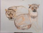 Violette KISLING-PELATI (1918-2012)Deux loups, étude. Pastel.48,5 x 62,5 cm. (sans...