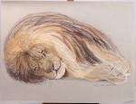 Violette KISLING-PELATI (1918-2012)"King", lion couché.Pastel signé et titré en bas...