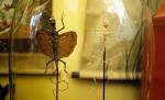 HISTOIRE NATURELLE. Anatomie comparée d'un lézard volant  (Drago Melanopogon)...