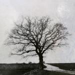 ALIAS Franz (né en 1972)L'arbre seulPhotographie argentique prise avec un...