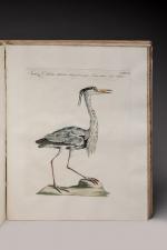 Saverio MANETTI (Florence, 1723-1795)
Storia naturale degli uccelli. Ornithologia methodice digesta...