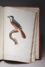 François LEVAILLANT (1753, Paramaribo - La Noue, 1824)
Histoire naturelle des...