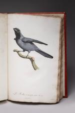 François LEVAILLANT (1753, Paramaribo - La Noue, 1824)
Histoire naturelle des...