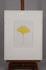 Garry Fabian MILLER (Anglais, né en 1957)
Tulip Tree 2 ;...